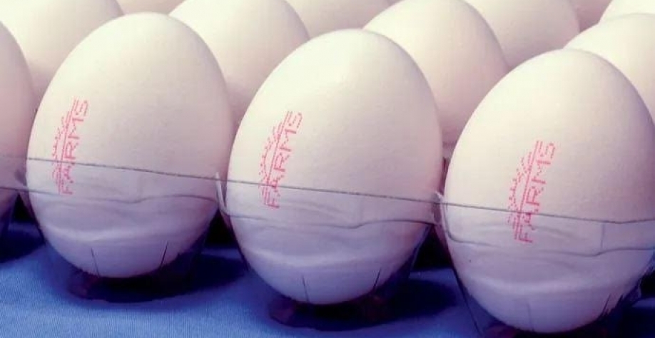Marcação individual em ovos é prorrogada pelo Mapa para setembro