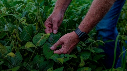 Chuva acima da média preocupa produtores do Paraná