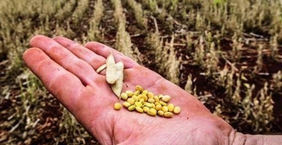 Gastos com política agrícola caíram 25% em 2024