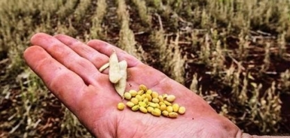 Gastos com política agrícola caíram 25% em 2024