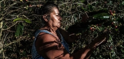 Preços do café estão no maior nível em 50 anos; produtores não comemoram