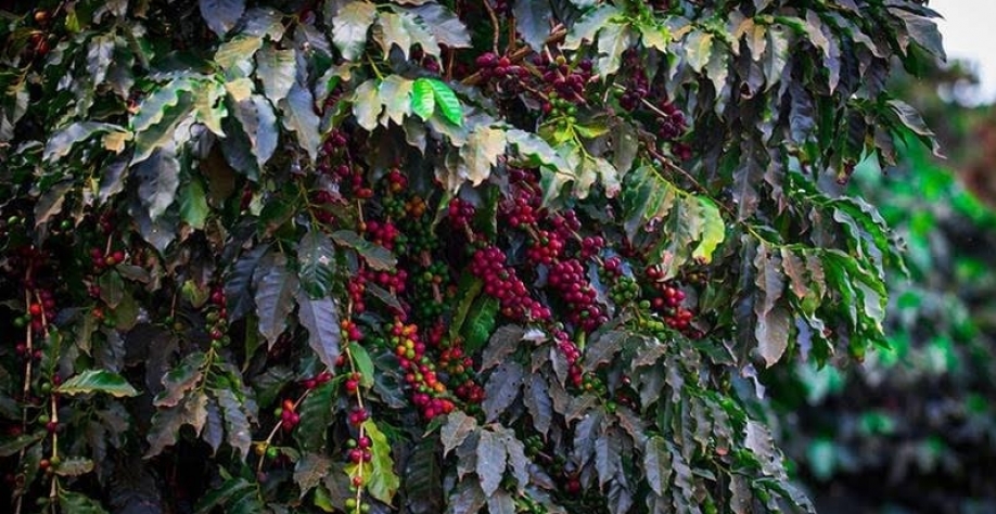 Preço do café despenca em NY com realização de lucros
