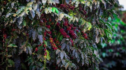 Preço do café despenca em NY com realização de lucros