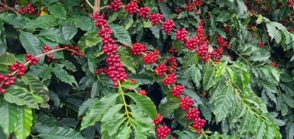 Após atingir pico, preço do café em NY começa a ceder