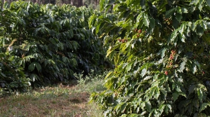 Calor em excesso deve prejudicar produção de café em Minas Gerais