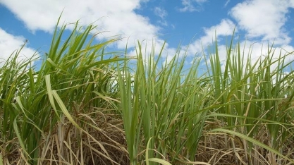 Verão chuvoso deve favorecer melhor produtividade da cana em 2025/26
