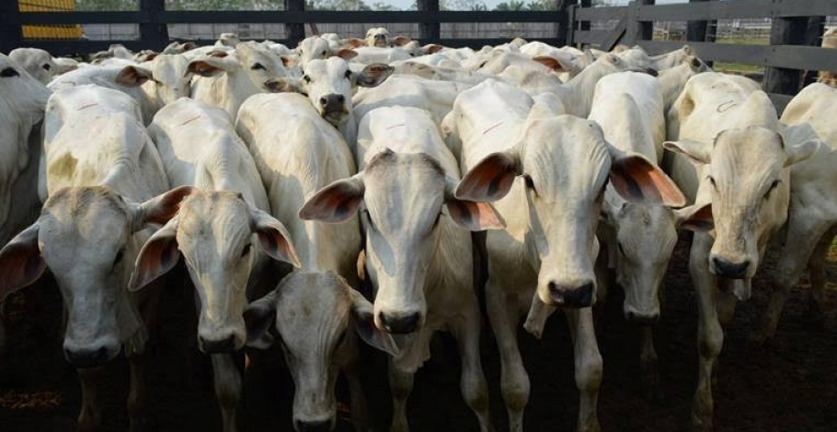 Preço da arroba do boi caiu até 3,7% na semana; analista responde o que está por vir