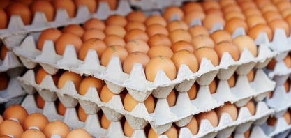Exportações de ovos brasileiros crescem 22,1% em janeiro