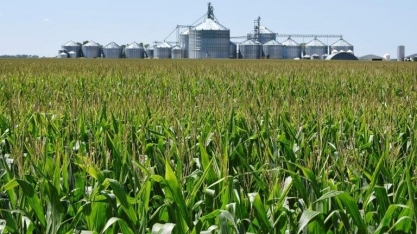 USDA Diz Que EUA Vai Plantar Mais Milho e Menos Soja em 2025