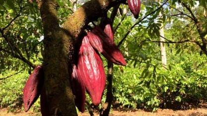 Fundo quer levantar R$ 1 bi até 2030 para pequenos produtores de cacau