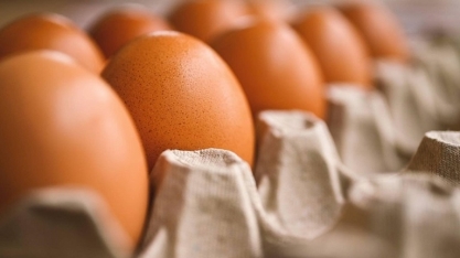 Brasil deve exportar até 35 mil t de ovos sem prejudicar mercado interno