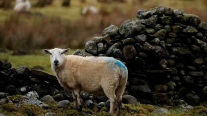 Reino Unido detecta gripe aviária em ovelhas pela primeira vez