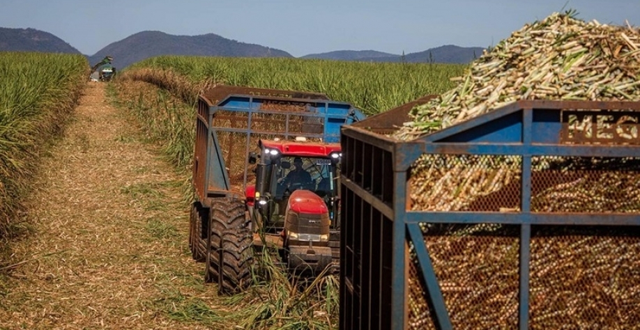 Moagem de cana e produção de açúcar e etanol recuam em fevereiro