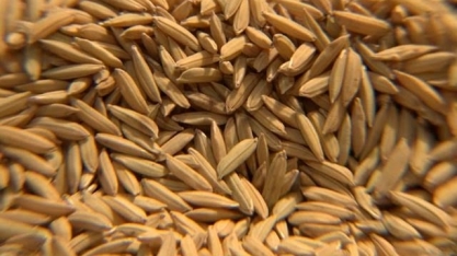 Exportação de arroz do Brasil recua 43,6% em fevereiro