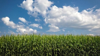 USDA reduz previsão para estoques de milho e eleva a de produção de trigo