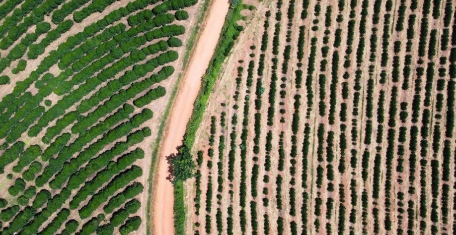 Produção de café da Colômbia cresce 42% em fevereiro