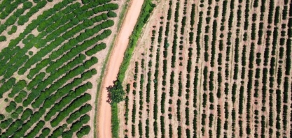 Produção de café da Colômbia cresce 42% em fevereiro
