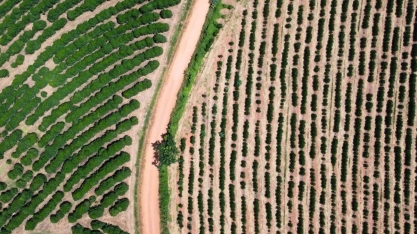 Produção de café da Colômbia cresce 42% em fevereiro