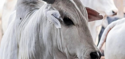 Arroba de boi gordo: Preço volta a subir com oferta curta e boa demanda