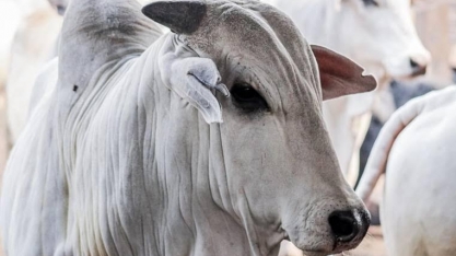 Arroba de boi gordo: Preço volta a subir com oferta curta e boa demanda