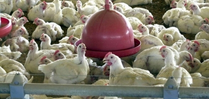  Argentina volta a exportar frango para China; RS com vendas embargadas