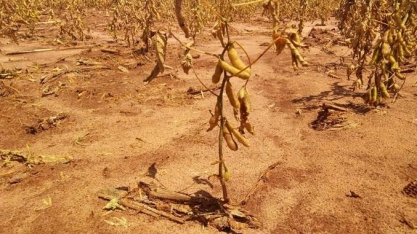 Mais um ano ruim, e RS perde 34 milhões de toneladas de soja em 6 safras