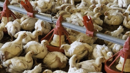 EUA veem ressurgir variantes da gripe aviária; Brasil resiste à doença