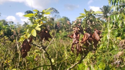 Praga se espalha por plantações de mandioca no Amapá