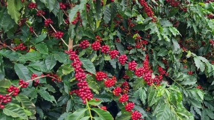 Safra brasileira de café dita ritmo dos preços em Nova York