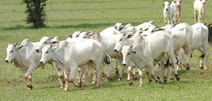 Após recordes, abates de frango e suíno devem crescer e de bovinos cair