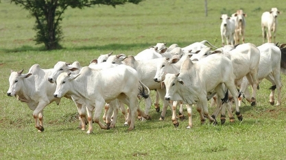Após recordes, abates de frango e suíno devem crescer e de bovinos cair