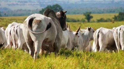 Arroba do boi continuará em alta? Cenário global diz que sim, com atenção