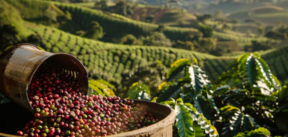IBGE eleva previsão de safra de café em 2025, mas vê queda anual de 5,8%