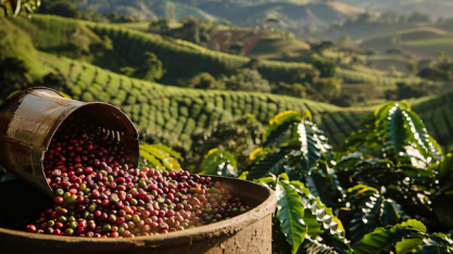 IBGE eleva previsão de safra de café em 2025, mas vê queda anual de 5,8%