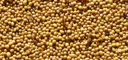 Preço da soja sobe em Chicago mesmo com avanço do plantio nos EUA