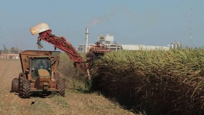 Moagem de cana deve cair; produção de açúcar pode ser recorde em 2025/26