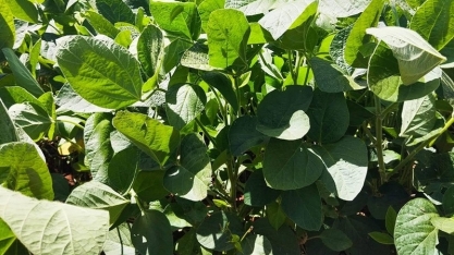 PIB da cadeia da soja e do biodiesel caiu 5,03% em 2024