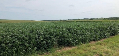 Preço dos grãos cai em Chicago mesmo com atraso no plantio dos EUA