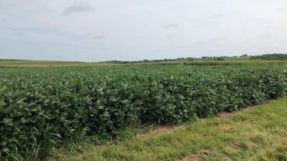 Preço dos grãos cai em Chicago mesmo com atraso no plantio dos EUA