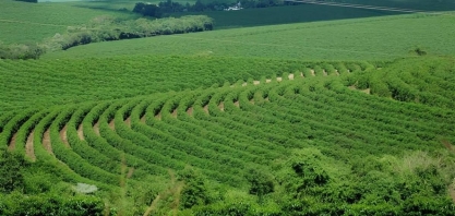 Café sobe em Nova York com falta de chuva em áreas do Brasil