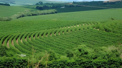 Café sobe em Nova York com falta de chuva em áreas do Brasil