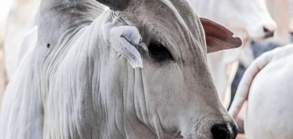 Arroba do boi gordo varia entre preços firmes e baixos; confira cotações