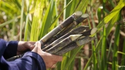 Safra 2024/25 de cana deve ter queda de 5,1% na produção