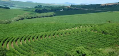 Regiões produtoras de café em MG e SP sofreram déficit hídrico em março