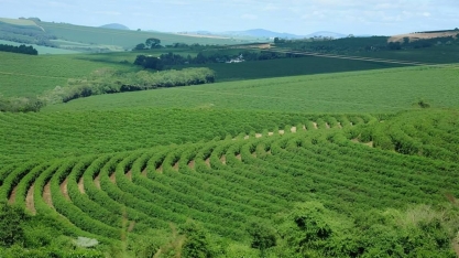 Regiões produtoras de café em MG e SP sofreram déficit hídrico em março