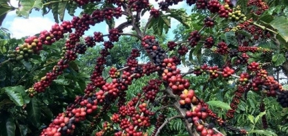 Oferta global de café robusta deve se recuperar nesta safra, diz Rabobank