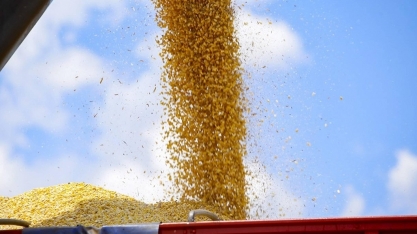 Demanda por milho dos EUA aumenta e puxa alta do preço em Chicago