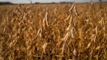 Agricultores e tradings divergem sobre futuro da Moratória da Soja
