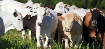 Arroba do boi gordo tem alta generalizada; veja as cotações