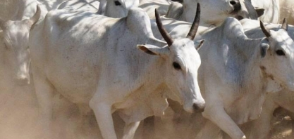 Boi gordo: Indústria reage e cotações têm queda; confira os preços